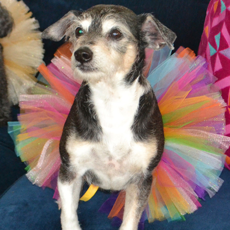 Couture Multi Color Tutu for Parades or just Fun