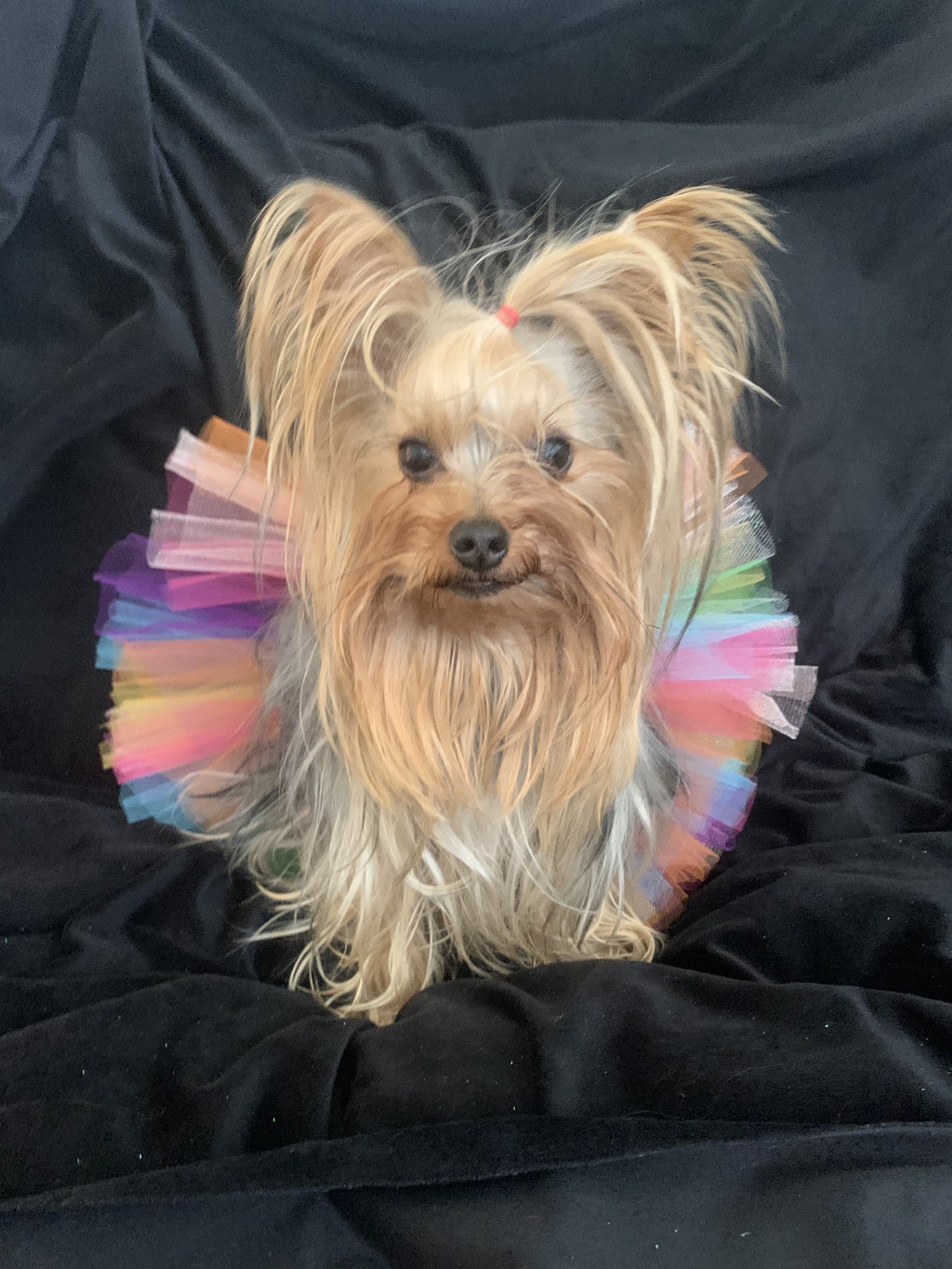 Couture Multi Color Tutu for Parades or just Fun